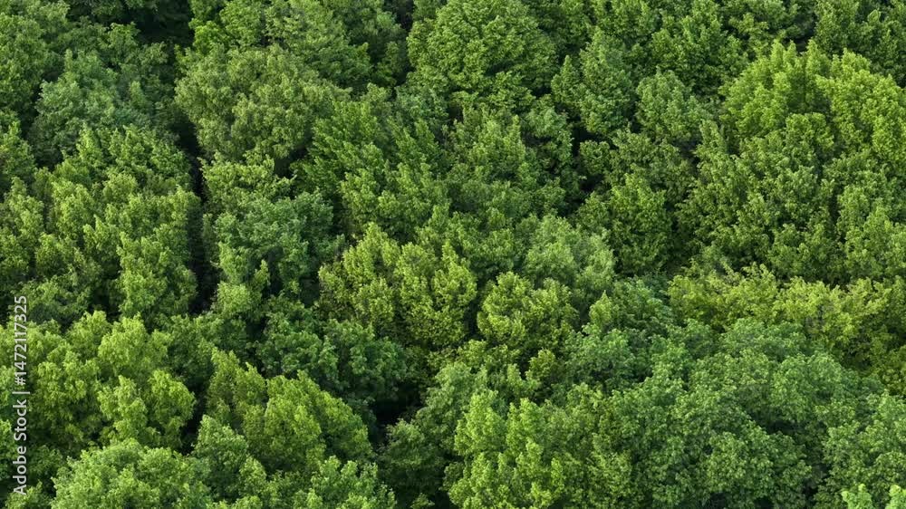 Treetops gently swaying in the wind under a serene sky. Treetops gently swaying in the wind under a serene sky.