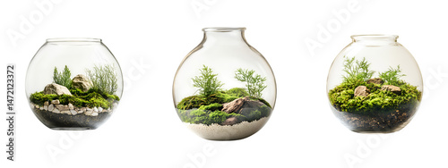 Set of Glass terrarium with moss, isolated on a transparent background, cutout, png