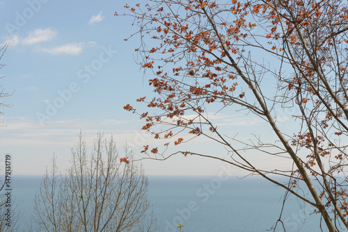 tree with red foliage springtime by the lake