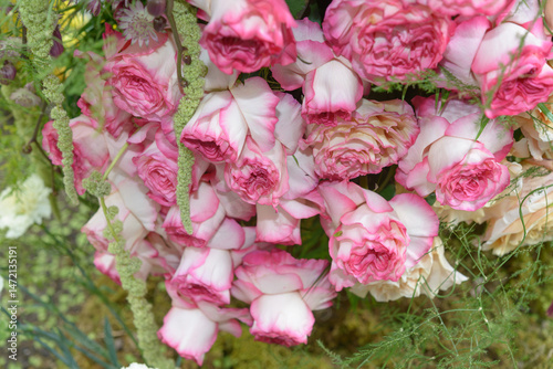 close-up of pink tipped variegated roses in an outdoor floral display