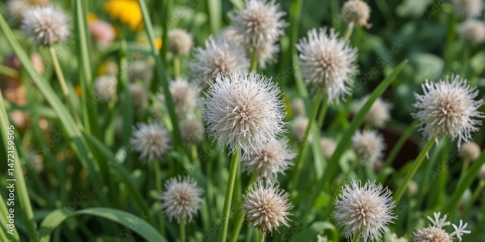 Dready Allium in a thriving organic garden bed Dready Allium in a thriving organic garden bed