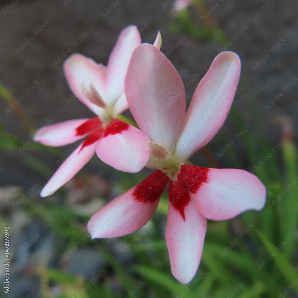 Fototapeta premium 日本で春にヒメヒオウギが淡いピンク色の花を咲かせています