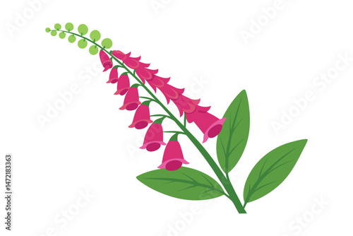 foxglove with leaf vector isolated on white background