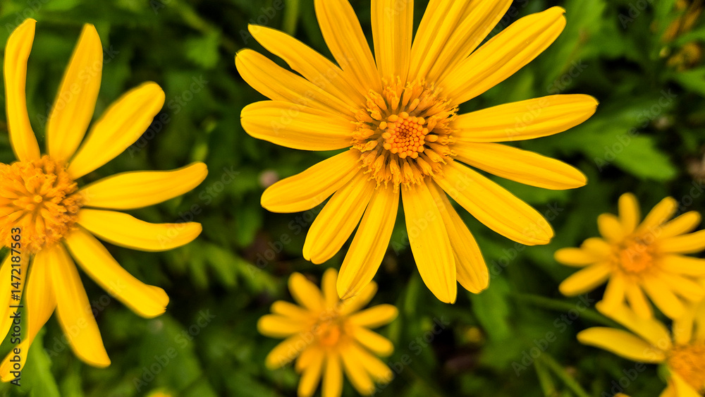 Obraz premium Bright yellow daisies (Euryops pectinatus) in full bloom against lush green foliage. Ideal for spring and summer themes, gardening, florals, and natural beauty concepts.