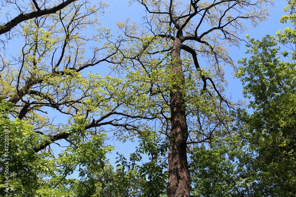Fototapeta premium trees in the park, tree with blue sky