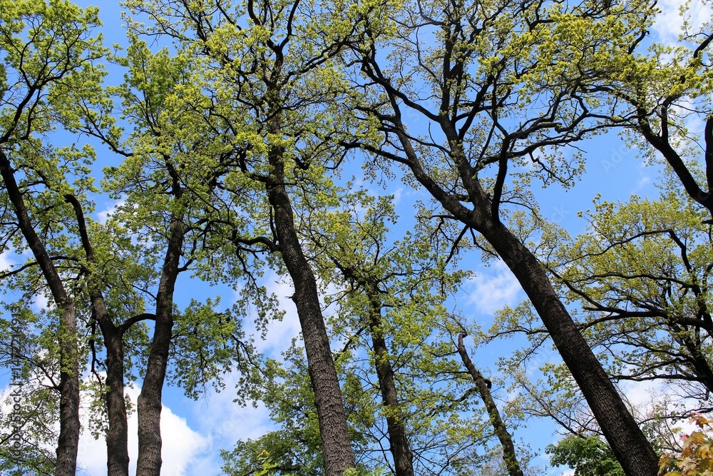Fototapeta premium spring trees in the park and blue sky