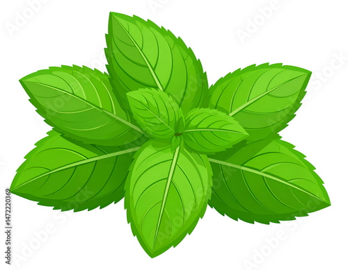 Fresh mint leaves cluster