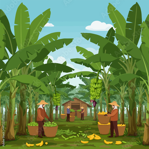 Harvesting Banana Crops in Tropical Plantation, People Working Outdoors