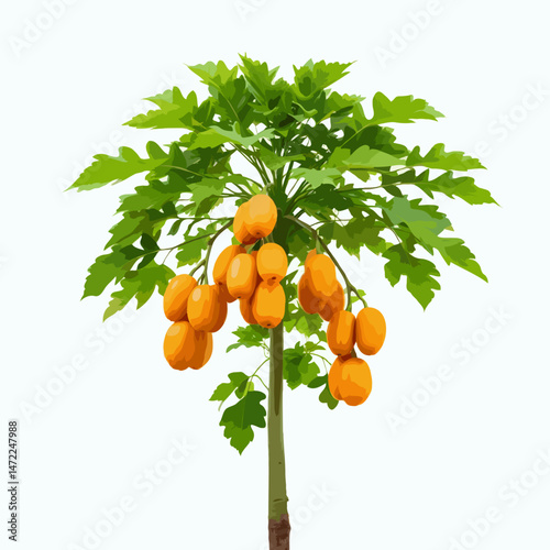 papaya tree with ripe papaya fruits on white