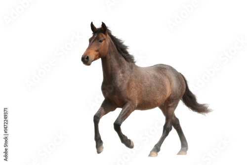 [Transparent Background PNG]Running Horse on White Background