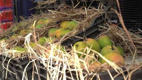 Fresh mangoes from Indian farm, Mumbai market 