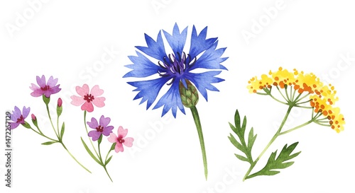 Floral watercolor arrangement botanical illustration isolated