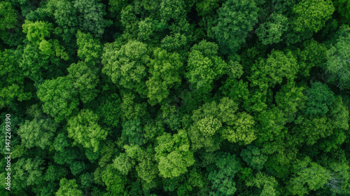 Aerial view of a lush, green forest canopy, showing dense treetops from directly above. The vibrant foliage creates a textured, natural pattern. : Generative AI