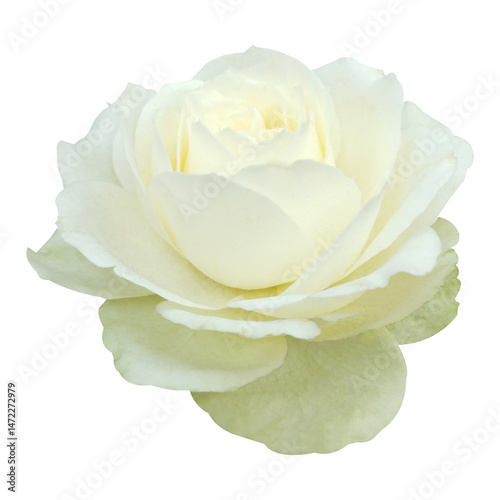 Wallpaper Mural white rose  flower isolated on white background Torontodigital.ca