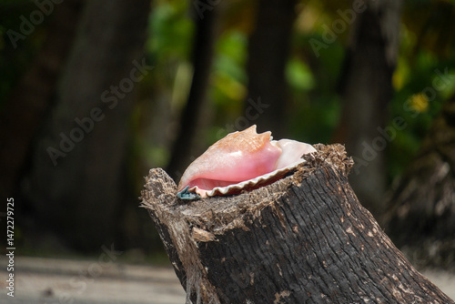 Conch shell on a stump in the San Blas Islands, on the Caribbean coast of Panama