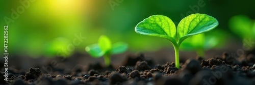 Emerging Shieldleaf Rodgersia seedling, vibrant green leaves , plant, ground photo