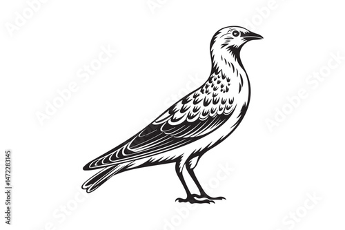 Bird Vector Illustration Elegant Standing Bird Clipart