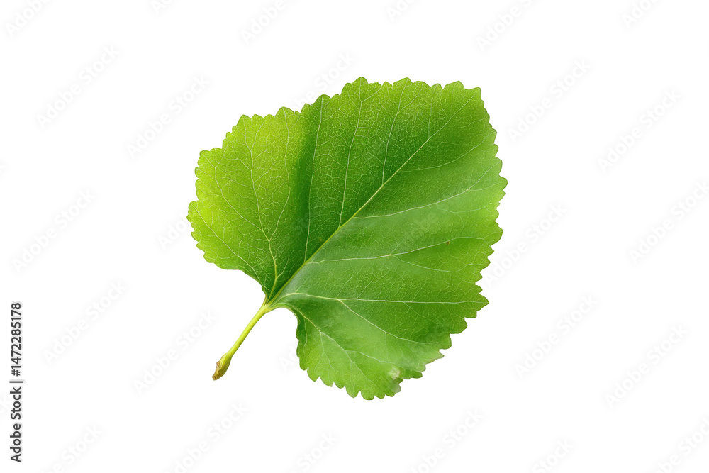 Fototapeta premium Single vibrant green leaf isolated on perfect for nature designs and botanical illustrations ideal for on transparent background