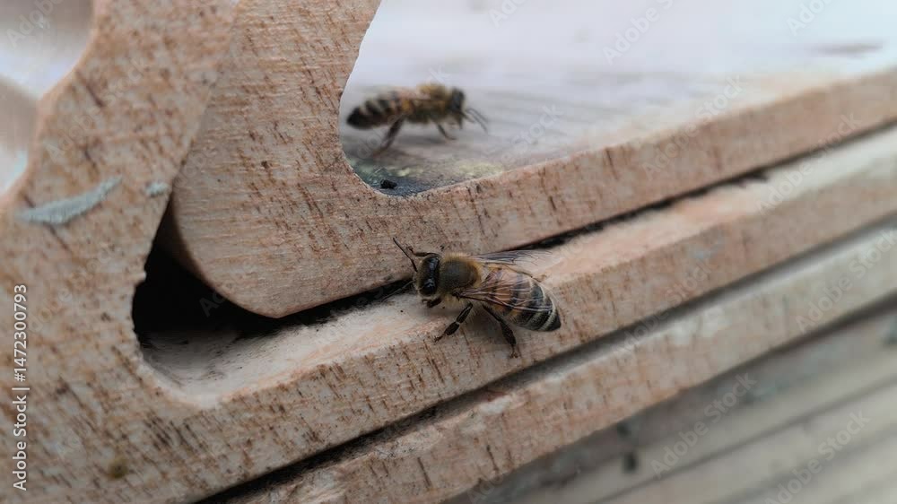 Two bees close-up, in the yard looking for sweets. The concept of spring awakening