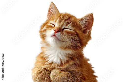 [Transparent Background PNG]Adorable Ginger Kitten Close-up