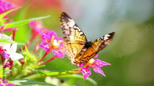 Butterfly Pollinating Pink Flowers In Sunny Garden