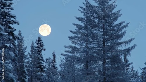 Full Moon Rising Over Pine Forest In Twilight