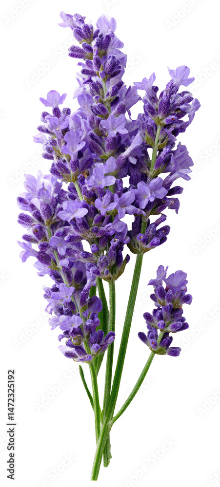 Naklejka premium Sprig of Lavender with Delicate Purple Flowers on Transparent Background