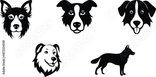 Herding Dog Breeds: Types, Characteristics, and Care