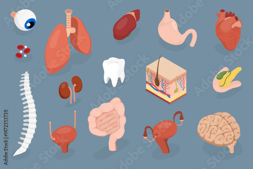 Human internal organs set. Heart, lungs, liver, kidneys, pancreas, intestines, bladder, uterus, spine, brain, eye, blood, tooth and skin in isometric style