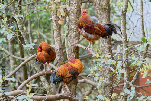 free range rooster on the farm