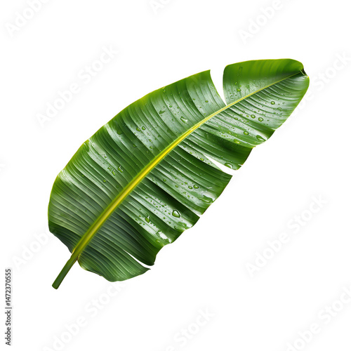 Realistic green banana leaves on transparent background.