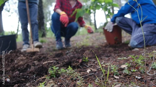 Gardeners working together, planting young tree in nutrient-rich soil, supporting forest restoration and community growth during vibrant spring season