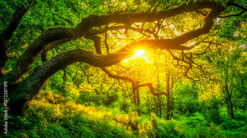 Pine Tree Branch with Sunlight in Forest photo