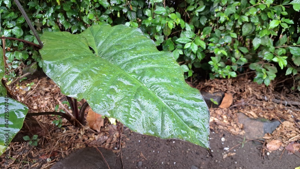 Fototapeta premium Alocasia Serendipity Leaf Details with Raindrops, Captured in Morning Light, Perfect for Nature-Themed Backgrounds, Wallpapers, or Design Projects