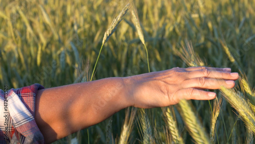 Female hand touches golden ear wheat in rural field. Woman farmer walking across agricultural field touching cereal crops in summer. Harvest time. Close up in slow motion. Taking care of harvest