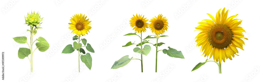 Obraz premium Isolated sunflower plants, flower head, leaf and top on transparent background.