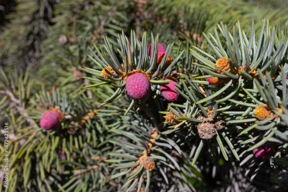 Fototapeta premium the blossoming cones of the spruce. Flowering trees, spring