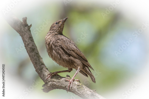 Wallpaper Mural young starling sitting on branch of tree at spring Torontodigital.ca