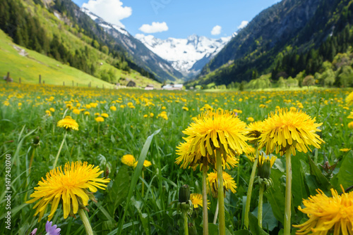 wunderschön blühende Bergwiese mit Gletscher im Hintergrund