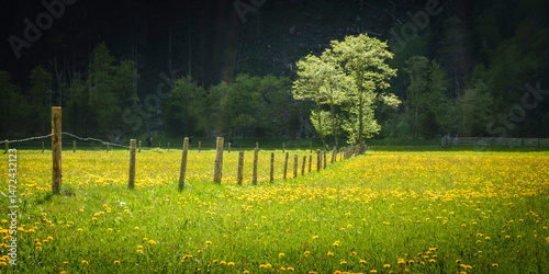 Panorama einer gelb blühenden Wiese mit Zaun und einem von der Sonne beleuchteten Baum