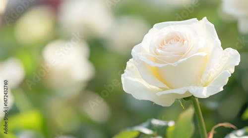A single, creamy white rose blossoms in a garden, bathed in soft sunlight, with blurred green foliage and other roses in the background. : Generative AI