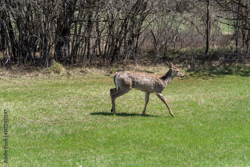Obraz na płótnie White-tailed Deer Feeding In An Urban Field In Spring In De Pere, Wisconsin w salonie