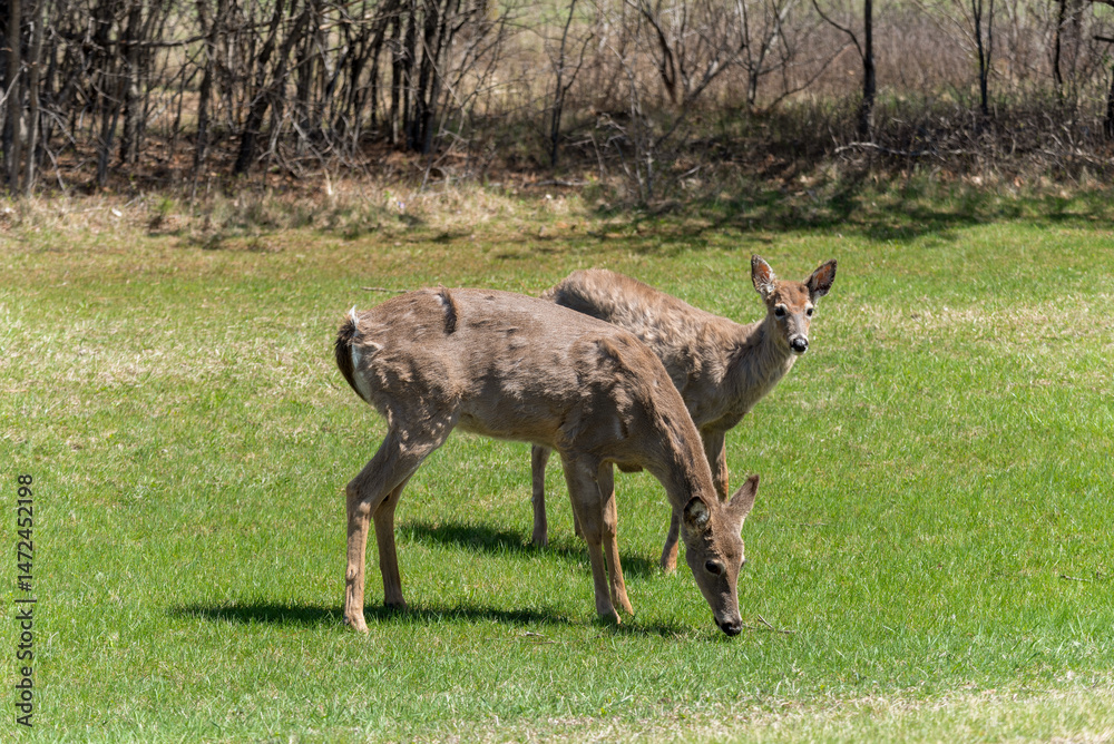 White-tailed Deer Feeding In An Urban Field In Spring In De Pere, Wisconsin