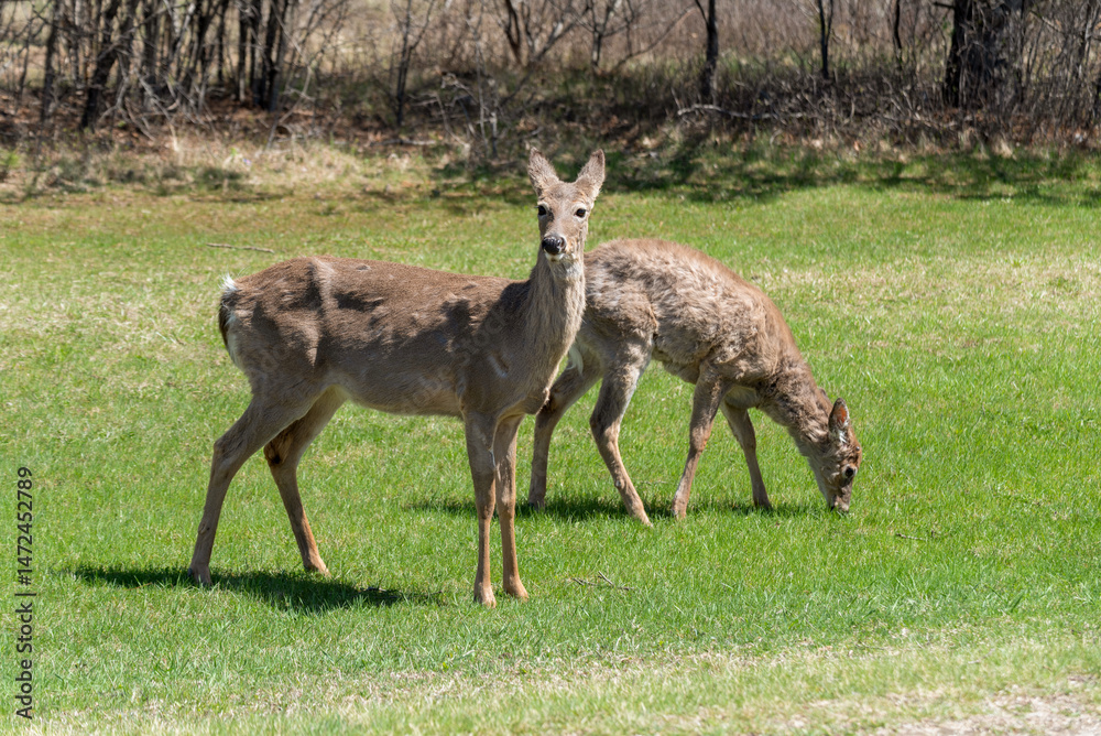 White-tailed Deer Feeding In An Urban Field In Spring In De Pere, Wisconsin