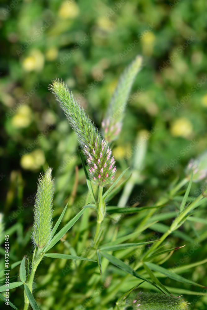 Narrowleaf crimson clover flower buds - Latin name - Trifolium angustifolium