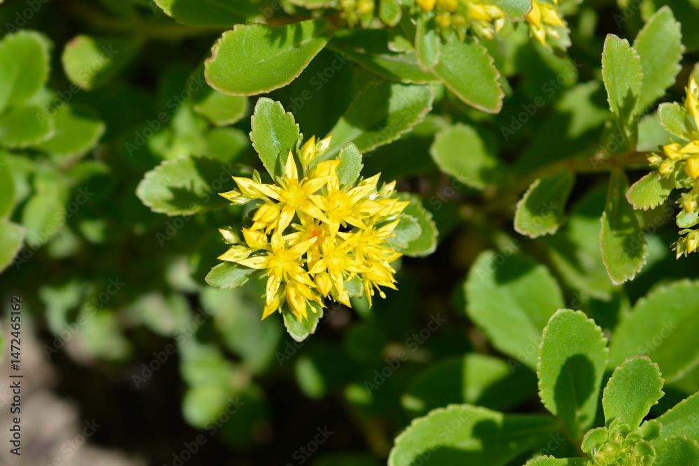 Orange Stonecrop yellow flowers - Latin name - Sedum kamtschaticum var. floriferum Weihenstephaner Gold