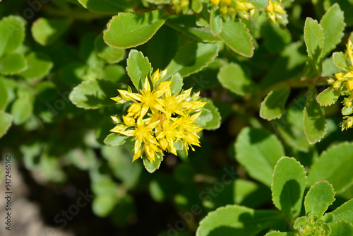Orange Stonecrop yellow flowers - Latin name - Sedum kamtschaticum var. floriferum  Weihenstephaner Gold
