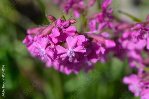 Obraz na płótnie Sticky catchfly pink flowers - Latin name - Viscaria vulgaris w salonie
