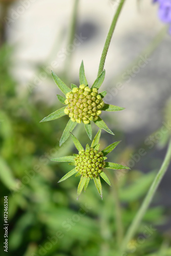 Japanese pincushion flower buds - Latin name - Scabiosa japonica