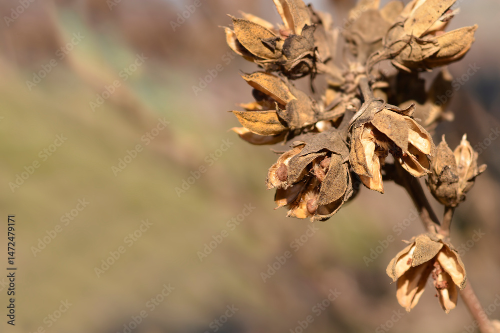 Rose Of Sharon seed pods - Latin name - Hibiscus syriacus